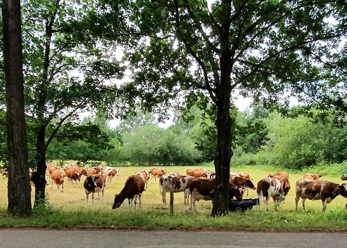 Downtown Hideaway, Grand Deluxe Bed and Breakfast Αϊντχόφεν